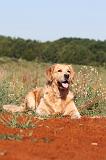 GOLDEN RETRIEVER 217